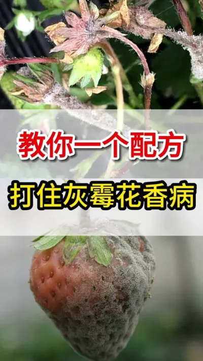 教你一个方法，彻底根治草莓灰霉病#三农#灰霉病