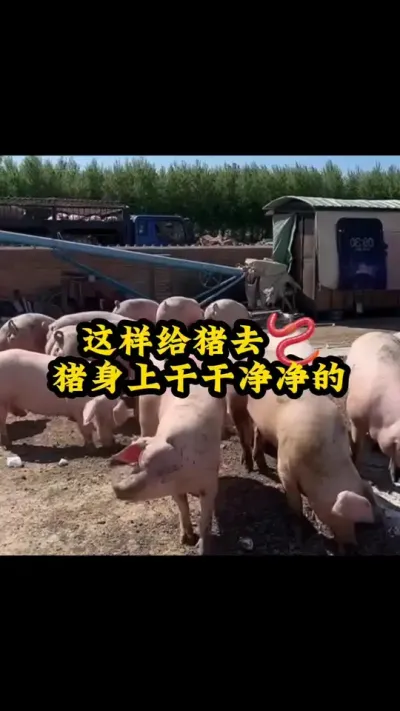 #猪喂什么饲料长得最快 #给猪驱虫 #养猪人 #自繁自养母猪 #三农养猪人