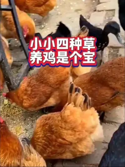 不要钱的四种草，养鸡是个宝#养鸡小妙招#养鸡技术#养鸡#养鸡技术分享#科学养鸡