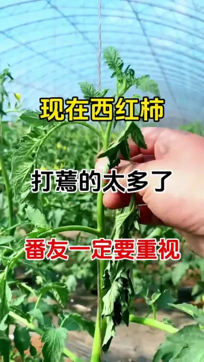 西红柿打蔫，不用愁，一招搞定#西红柿种植 #抖音助农 #病害防治