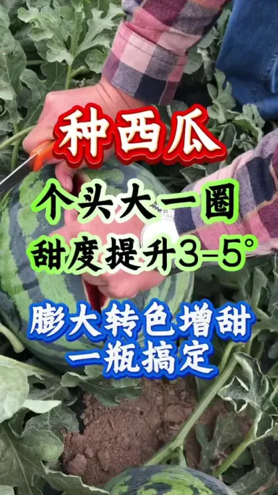 西瓜种植 个头大一圈甜度提升3-5度膨大转色增甜一瓶搞定#西瓜种植 #西瓜管理 #膨大增甜 #种西瓜#西瓜高产