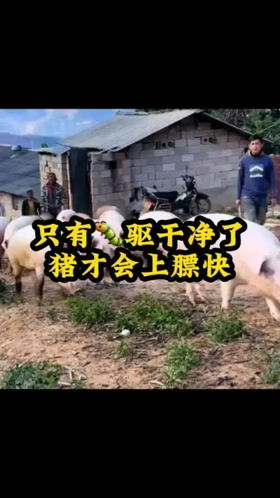 #养猪人 #养猪知识 #养猪技术 #养猪人不容易 #养猪人加油干