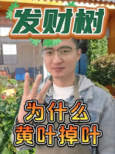 发财树黄叶掉叶的根本原因，你知道吗？ #养花 #发财树 #黄叶