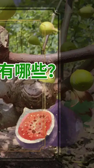 无花果对土壤的要求有哪些？怎样改善土壤？#无花果 #无花果种植 #三农