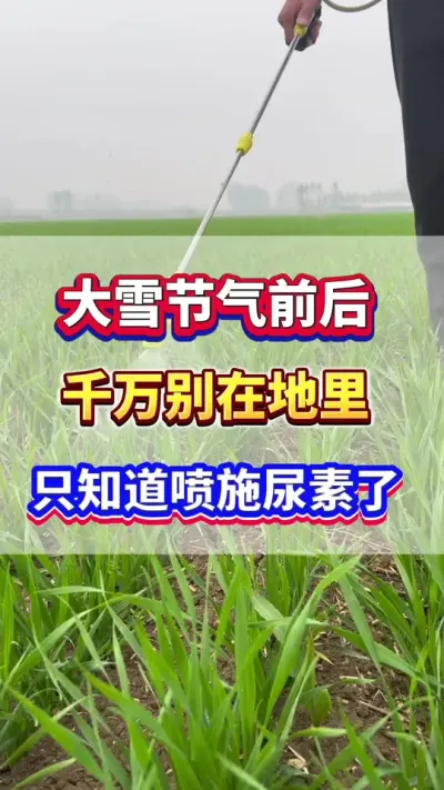 大雪节气前后，千万别在地里只知道喷施尿素了！#小麦种植  #小麦高产 #小麦种植管理技术 #农业种植