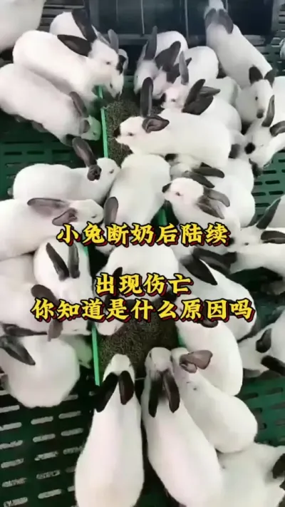 小兔断奶后陆续出现伤亡，你知道是什么原因吗？#兔子 #养兔人 #肉兔养殖 #养兔子注意事项 #养兔技术