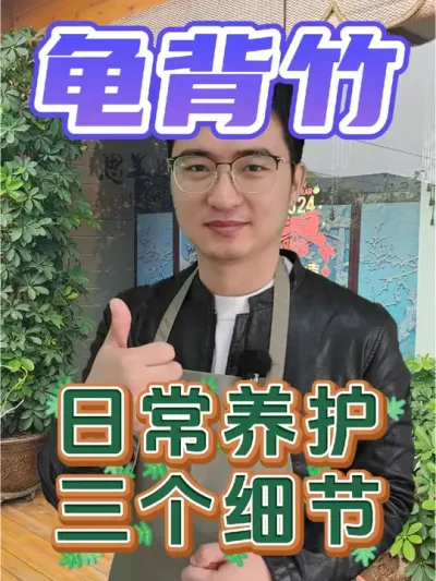 龟背竹养护的三个小细节，你都注意到了吗？ #养花 #龟背竹 #叶片除污