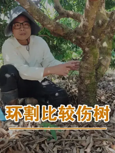 荔枝树环割确实是比较伤树#广西灵山荔枝果苗#农业创业#抖音新农人计划2025#吕老师种果苗