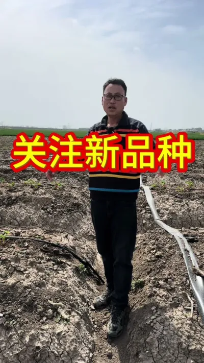 #草莓种植 #草莓苗育苗基地 #草莓种植管理技术和方法