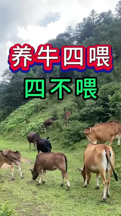养牛四喂两不喂#养牛人#新手养牛#养牛#牛羊养殖