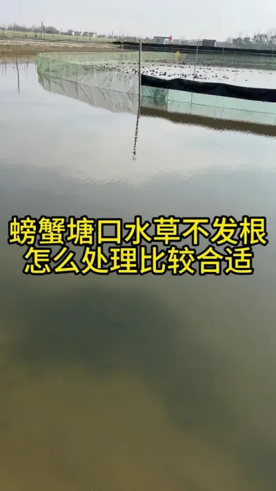 螃蟹塘口水草不发根，怎么处理比较合适！！！！ #渔多多养殖模式 #河蟹养殖 #大闸蟹养殖 #水产养殖技术 #新农人计划2024