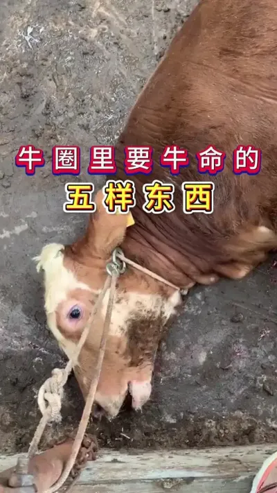牛圈里要牛命的五样东西#养牛人#三农#养牛#养殖