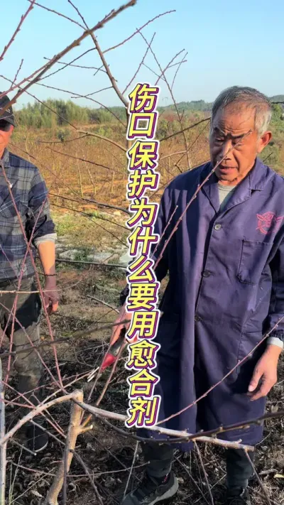 愈合剂与油漆究竟有什么区别 #田间地头实操干货 #种植小技巧 #来抖音学农枝 #三农 #果园管理