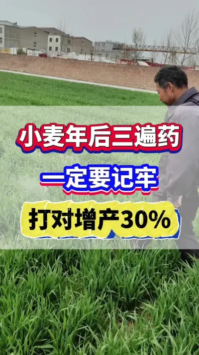 小麦年后三遍药一定要记牢，打对增产30%！#小麦管理 #小麦高产 #小麦种植管理技术  #农业种植
