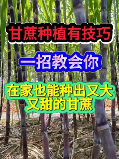 甘蔗种植有技巧一招教会你在家也能种出又大又甜的甘蔗 #甘蔗种植 #农业种植 #种植小技巧 #农业种植技术 #分享农业知识帮农民增产增收