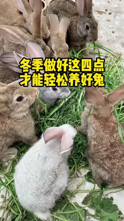 冬季做好这四点，才能轻松养好兔#养兔 #养殖 #三农 #科学养兔