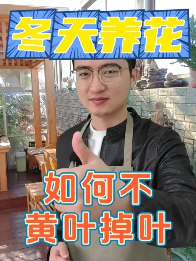 采光差，如何不黄叶掉叶？ #养花 #花卉绿植 #黄叶掉叶