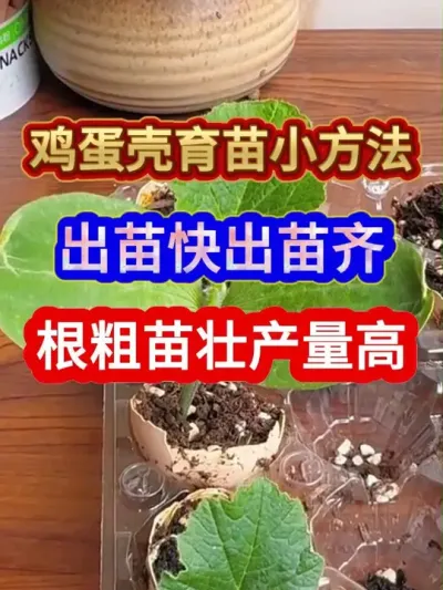 鸡蛋壳育苗小方法出苗快出苗齐根粗苗壮产量高 #农业种植 #蔬菜种植 #种植小技巧 #三农 #分享农业知识帮农民增产增收