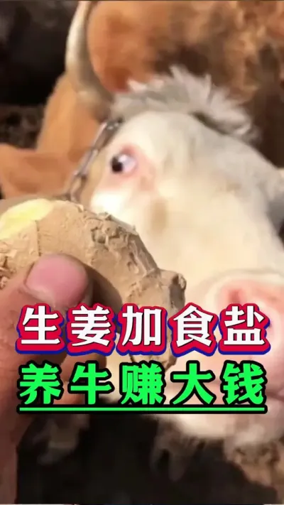 生姜加食盐养牛赚大钱#新手养牛#养牛#牛羊养殖