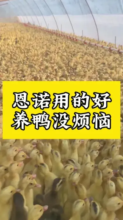 恩诺用的好，养鸭没烦恼#肉鸭养殖 #养鸭人 #番鸭 #每天分享养殖技术和经验 #禽病防治