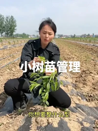 小树苗管理 #传播农业小知识 #分享农业知识帮农民增产增收 #果树管理技术