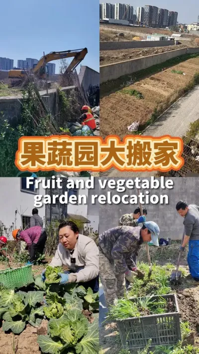 果蔬园大搬家 桃树只带走一颗，其它两颗结得不对版不要了。该 挖的苗都挖走，其它的都收掉。一天时间完成 了和土壤的分离。#我的小菜园 #我爱种菜 #阳台种菜 #种植小技巧 #三农