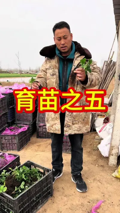 #草莓苗育苗基地 #服务三农支持三农 #优质种苗 #抖音助农扶农