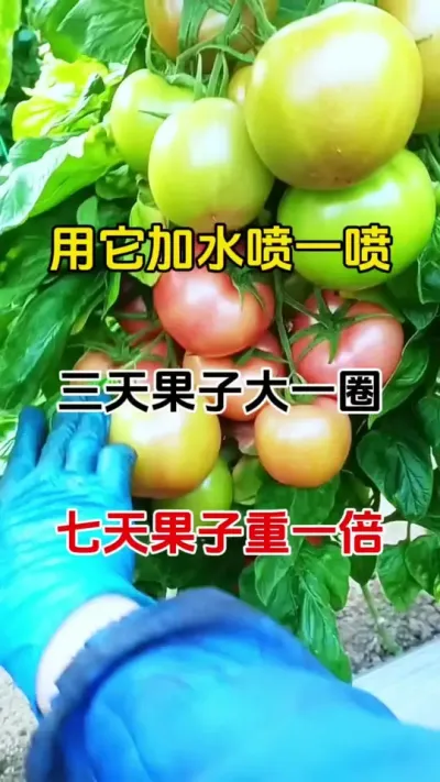 不嫌果子大，叶面喷施就用它，无激素无农残，瓜果蔬菜都适用#叶面肥这样用更高产 #膨果肥 #农业种植 #番茄种植