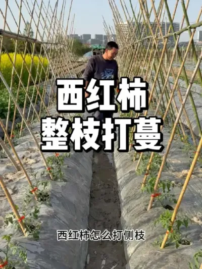 西红柿什么时候打侧枝，如何整枝打蔓 
