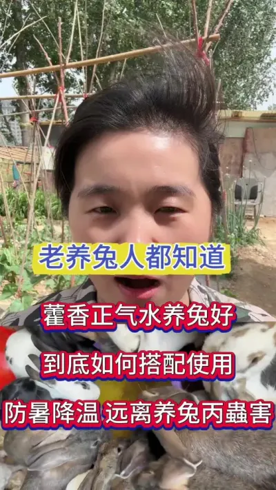 夏季炎热，兔子容易中暑，陆陆续续伤亡，霍香正气水养兔帮大忙，防暑降温远离鸽丙#兔子 #养兔人 #肉兔养殖 #养兔
