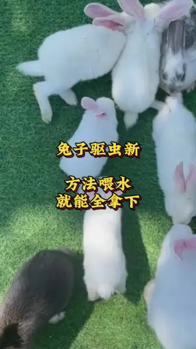 兔子驱虫新方法喂水就能全拿下#养兔人#兔子#养兔技术分享#肉兔养殖