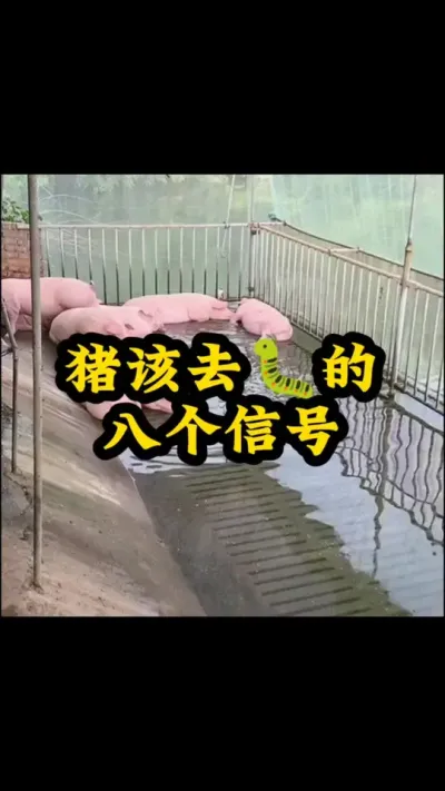 #所有养猪人 #养猪人 #养猪人不容易 #养猪人加油干 #养殖技术交流