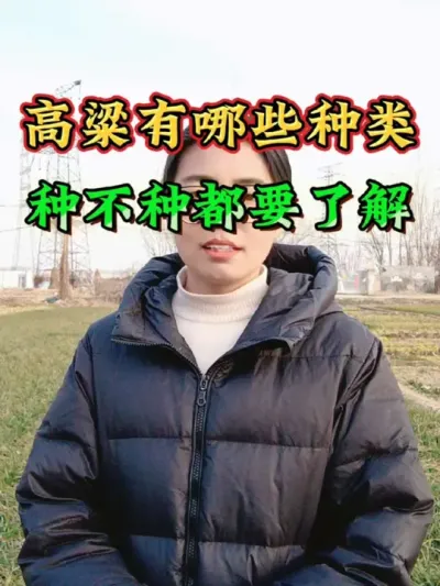 高粱有哪些品种？高粱分类都有哪些？适合酿酒的高粱品种是什么呢？#高粱分类 #高粱品种 #酿酒高粱 #农业 #高粱种植