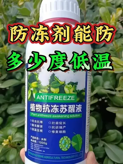 植物防冻剂能防多少度低温？为什么能防冻？天冷了给植物准备好防冻剂安全过冬了#植物防冻液抗冻剂 #防冻剂原理  #三农 #农业 #蔬菜防冻剂