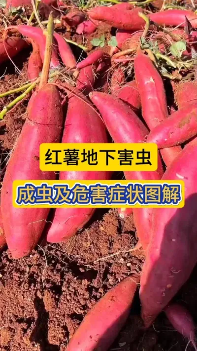 这些咬红薯的虫子，您都见过吗？红薯地下害虫，成虫及危害症状图解！#红薯种植 #地下害虫 #红薯地下害虫 #农业知识 #虫害识别图谱