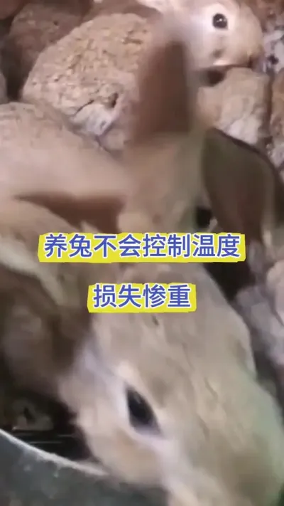养兔温度是关键，每个阶段兔子温度把控不好，损失惨重#养兔人 #肉兔养殖 #兔子养殖