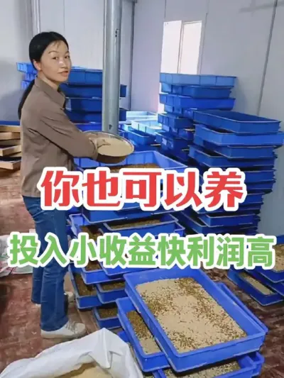 比养鸡鸭要赚钱，比养羊风险小，3个月卖40000元，南北都适 #三农 #农村致富好项目 #返乡创业新农人 #支持三农扶持三农发展 #助力三农