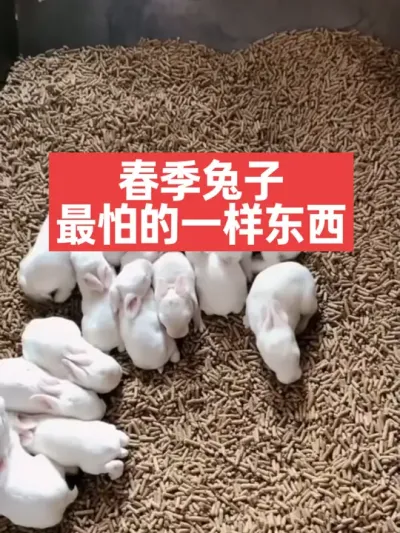春季兔子最怕的一样东西，避免小兔子才能成活高 #养兔人 #兔子 #养殖 #三农 #养兔