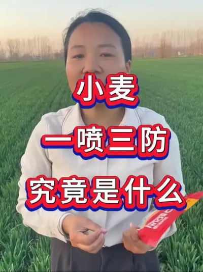 小麦管理 小麦一喷三防到底是啥？#小麦种植 #小麦管理 #小麦 #小麦一喷三防