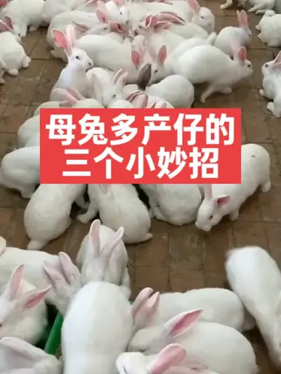 母兔多产仔的三个小妙招 #兔子#养兔子#养兔人#养殖#三农