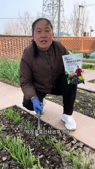 韭菜刚刚出苗，需要及时上肥#关注我一起学种菜 #每天分享蔬菜种植技巧 #韭菜种植 #种菜小技巧