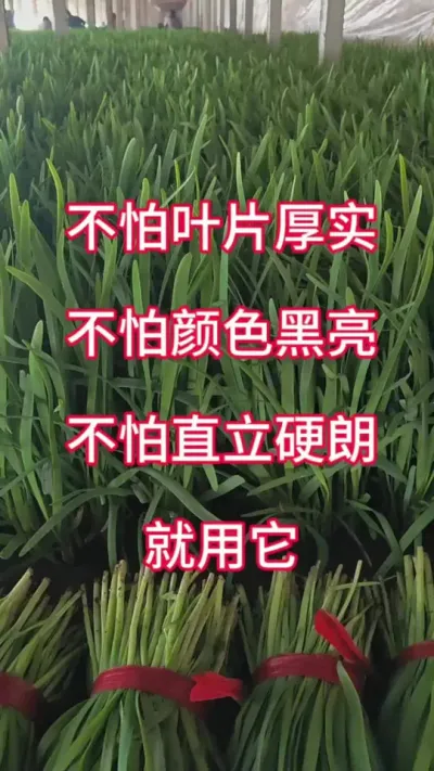 不怕叶片厚实，不怕颜色黑亮，不怕直立硬朗，就用它。#韭菜种植 #韭菜管理 #韭菜高产 #韭菜施什么肥根粗 #韭菜种植方法