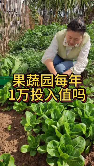 我在杭州每年花一万租地种菜，过着一箪一饮皆有机的生活 #自己种的纯天然的绿色蔬菜 #我的小菜园 #田园生活 #阳台种菜 #乡村生活