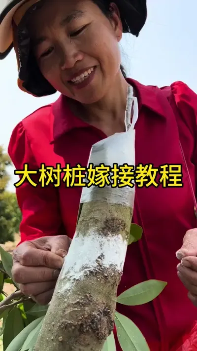 大树嫁接教程#嫁接技术 #2024新农人计划 #dou来广东百千万 #青dou计划