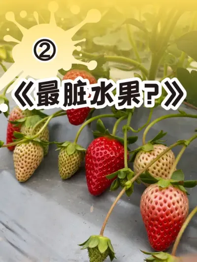 大棚草莓农残高吗？ #三农 #抖音助农 #草莓 #绿色生态农业 #草莓种植管理技术和方法
