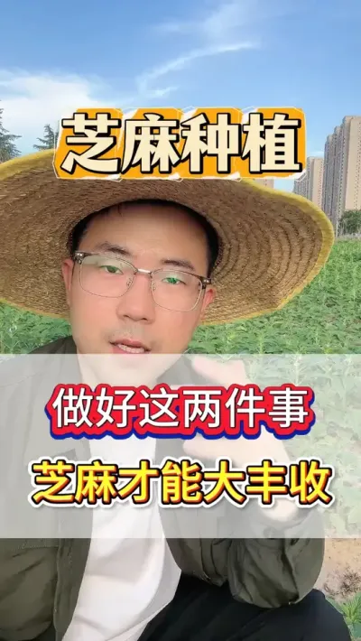 种芝麻，一定要做好这两件事，才能大丰收 #芝麻 #芝麻种植 #芝麻种植技术 #三农 #农业种植