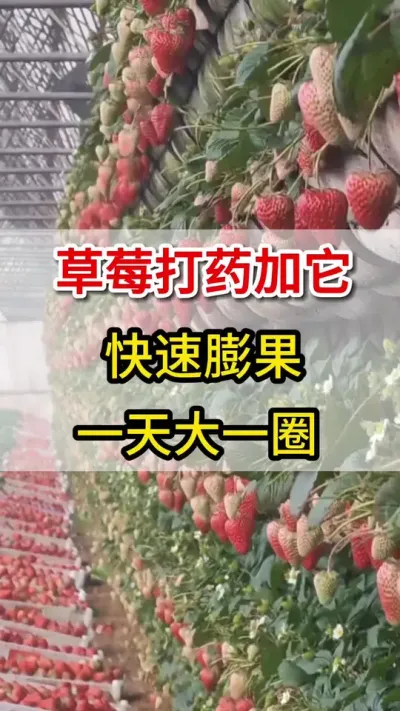 草莓打药加上它，快速膨大上色增甜#膨果#三农#三农