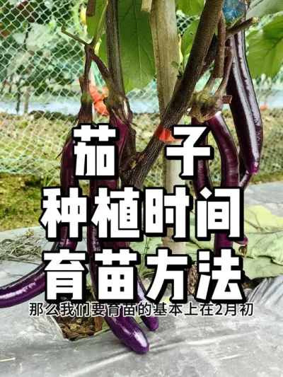 茄子怎么育苗，露天茄子什么时候种最好 #农业种植 #三农 #种植 #种菜 #茄子种植