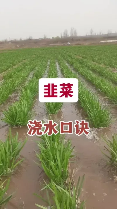 韭菜浇水口诀。#韭菜管理 #韭菜种植技术 #韭菜高产 #种韭菜 #韭菜种植