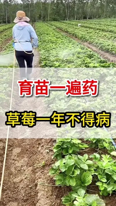 草莓育苗用上它，一年草莓不得病#草莓种植 #三农#草莓